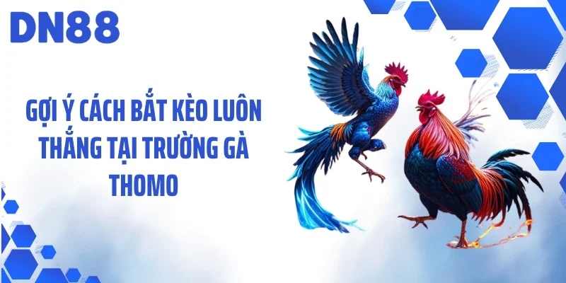 Gợi ý cách bắt kèo luôn thắng tại trường gà Thomo